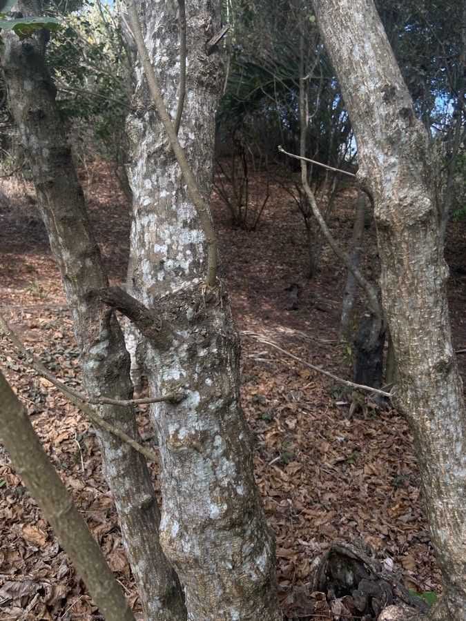 Croton talaeporos bark