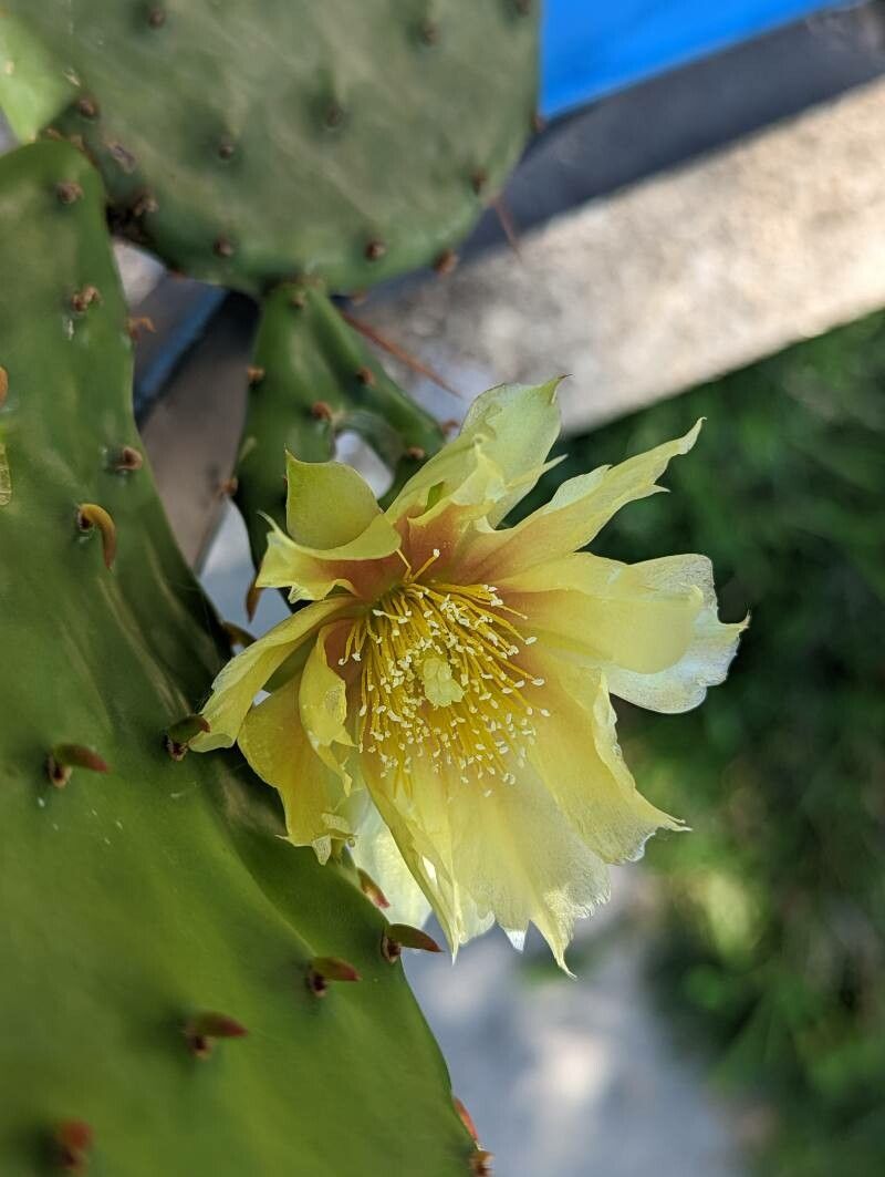 Opuntia macrorhiza flower