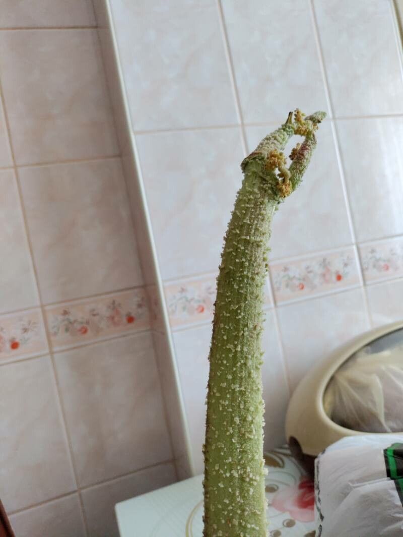 Rheum ribes — search result for 'Iraq'