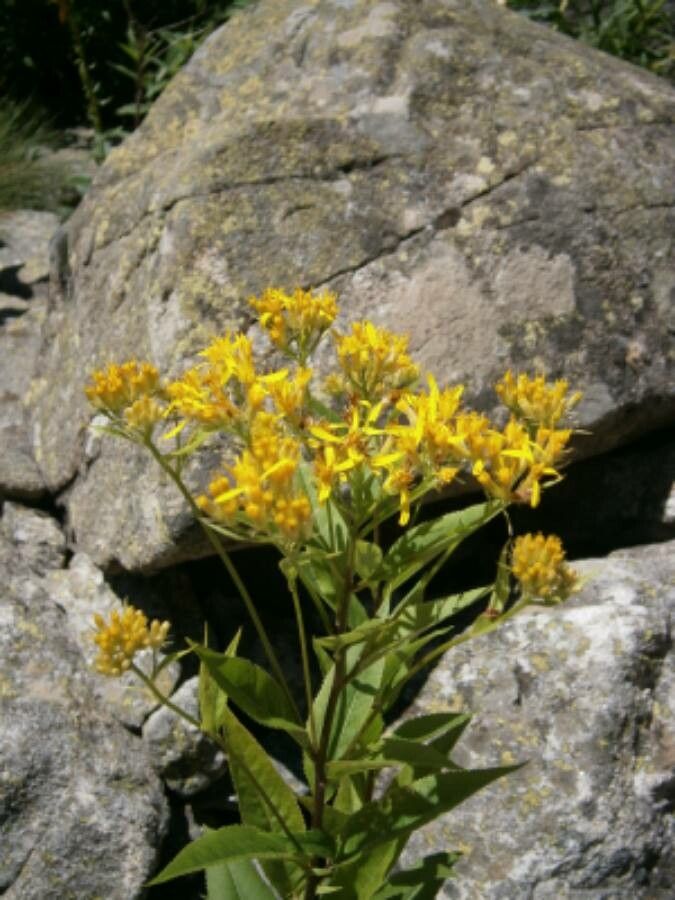 Senecio hercynicus flower