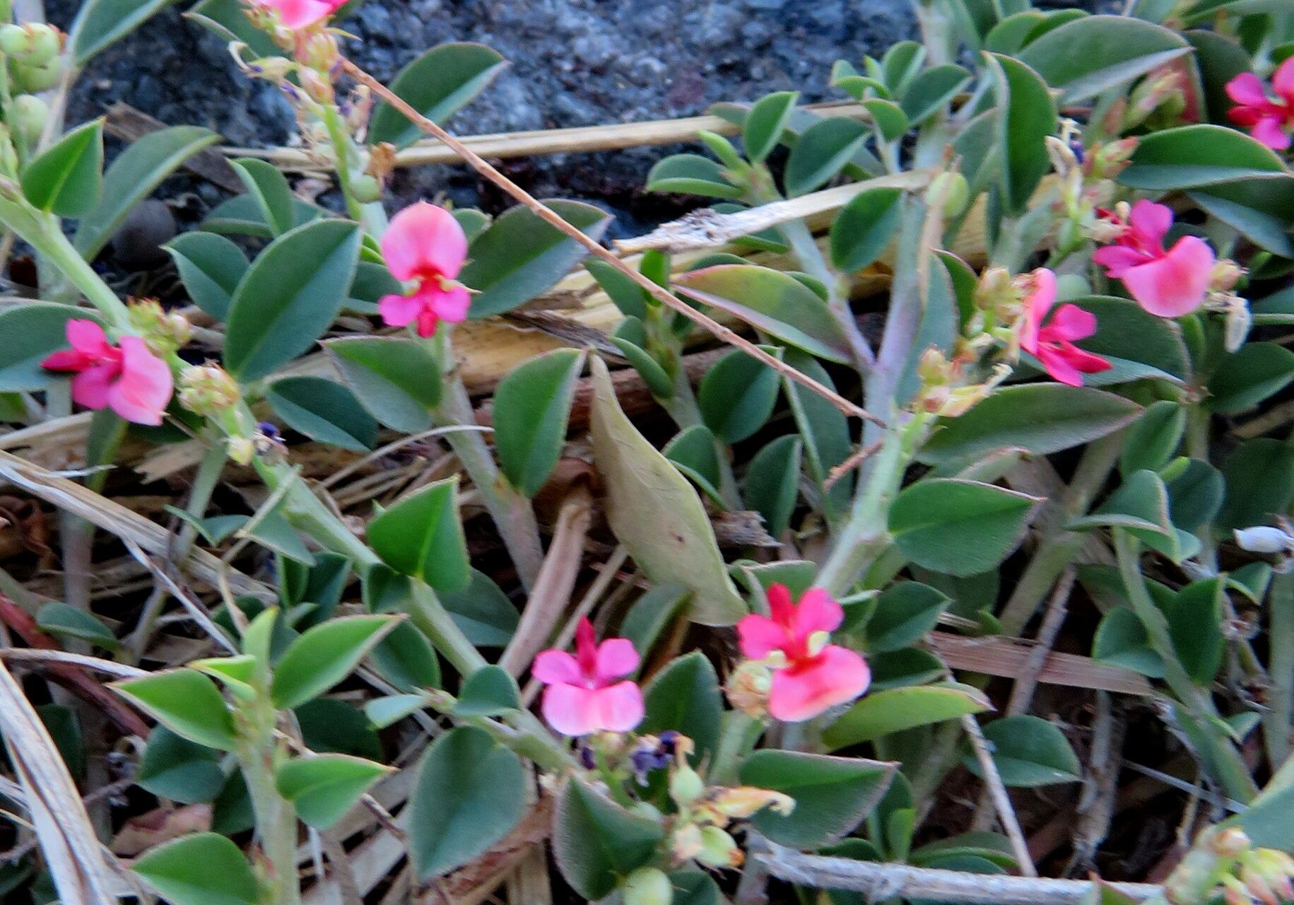 Indigofera diversifolia habit