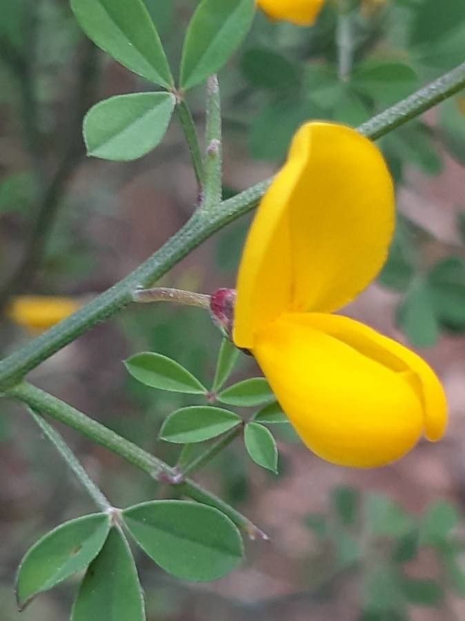 Cytisus spinosus flower