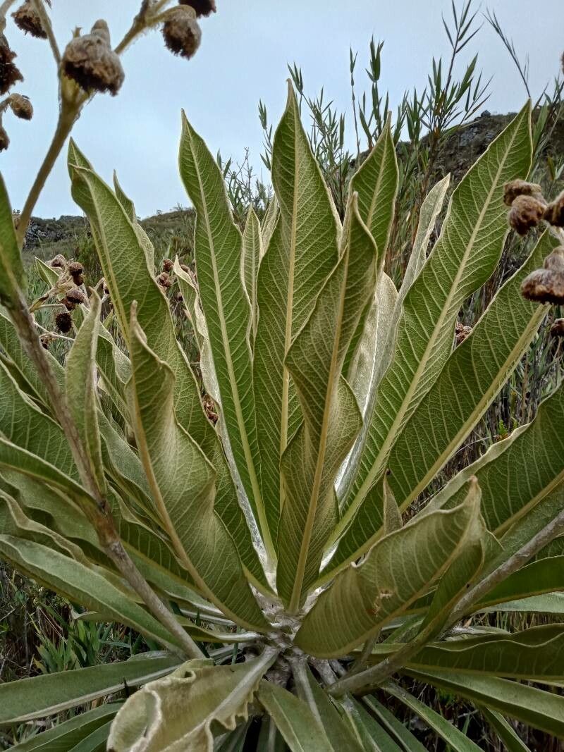 Espeletia murilloi — houseplant care guide