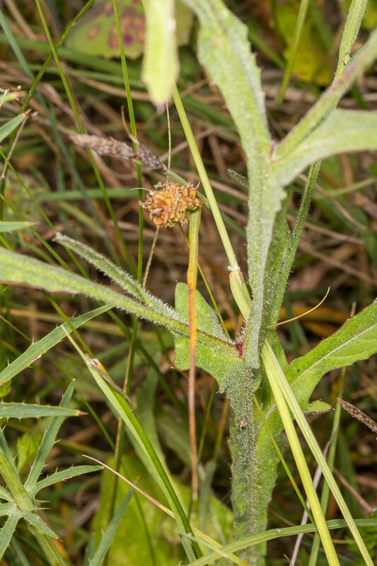 Centaurea napifolia