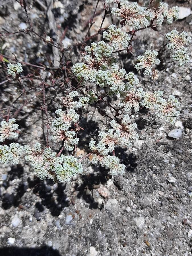 Chaetonychia cymosa flower