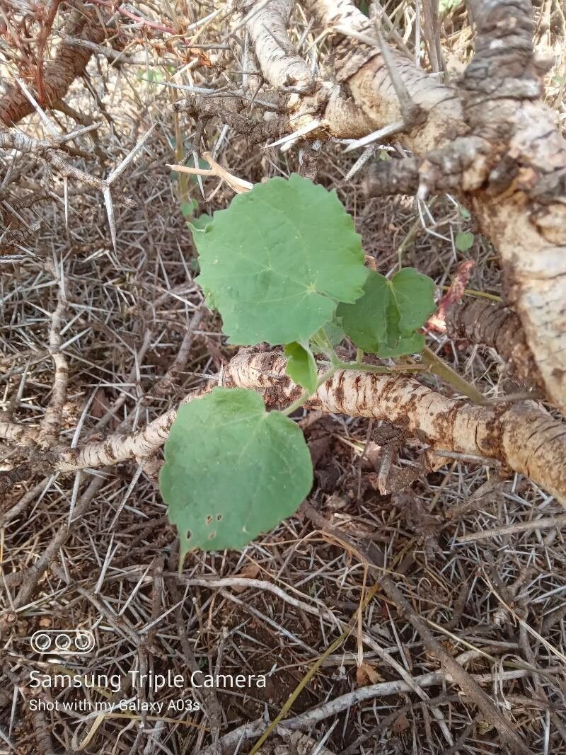 Abutilon mauritianum leaf