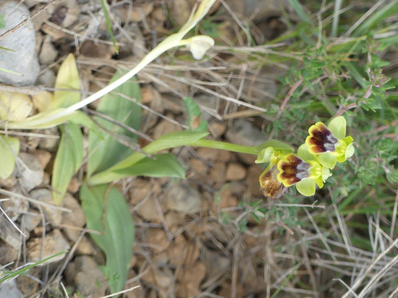 Ophrys lupercalis x Ophrys lutea habit