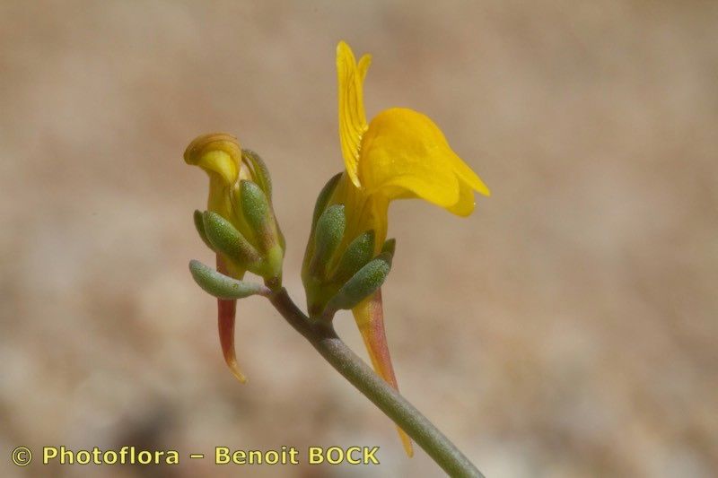 Linaria flava — search result for 'Linaria'