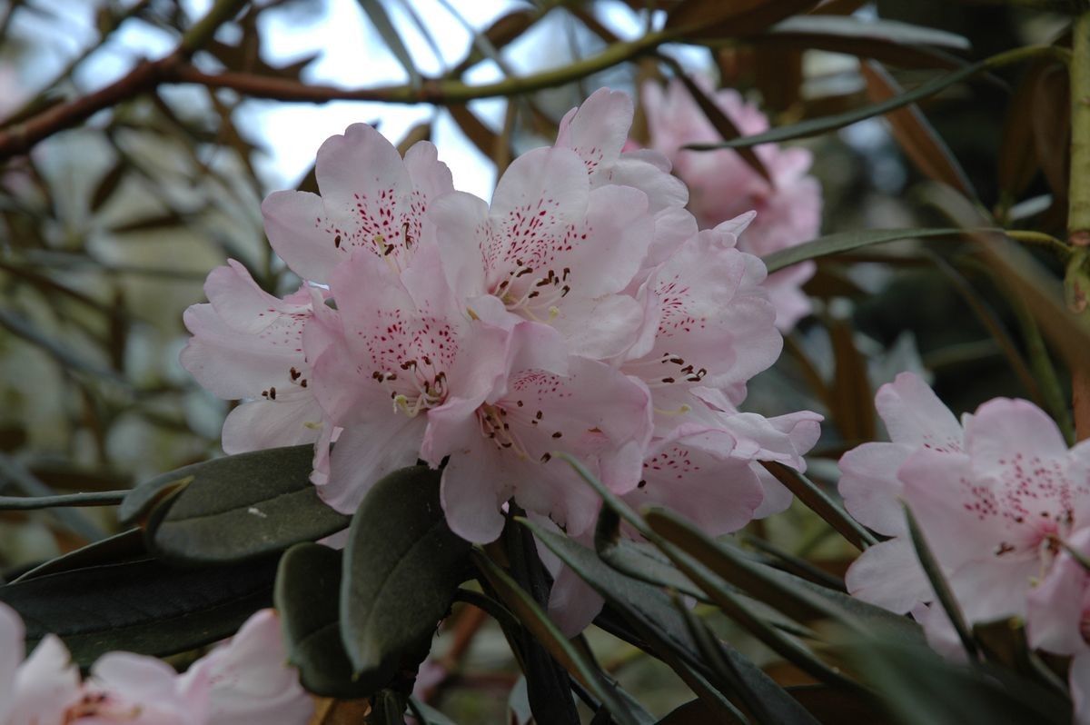 Rhododendron beesianum flower
