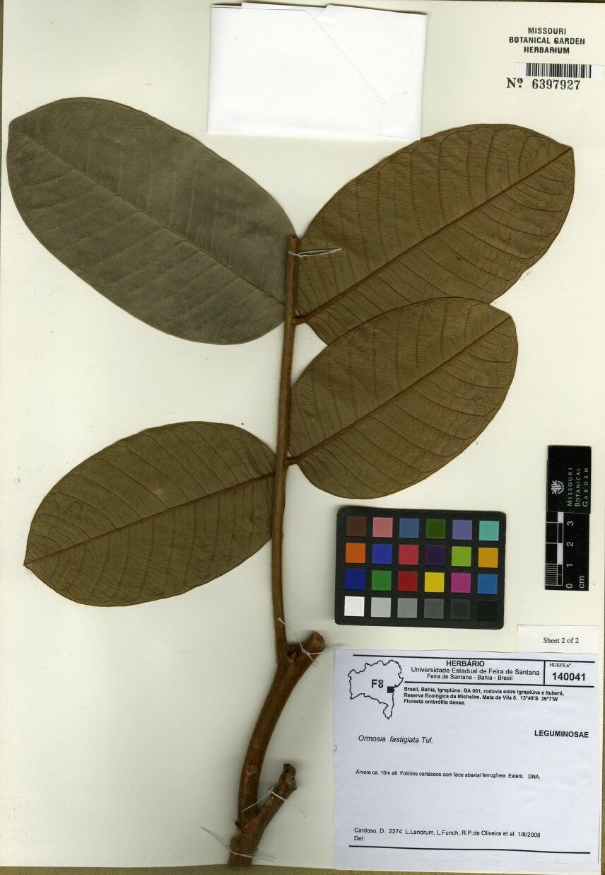 Ormosia fastigiata other