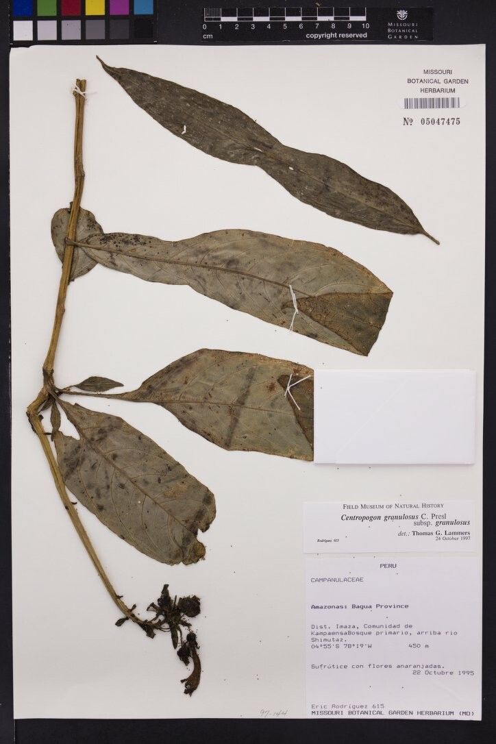 Hirtella burchellii — houseplant care guide