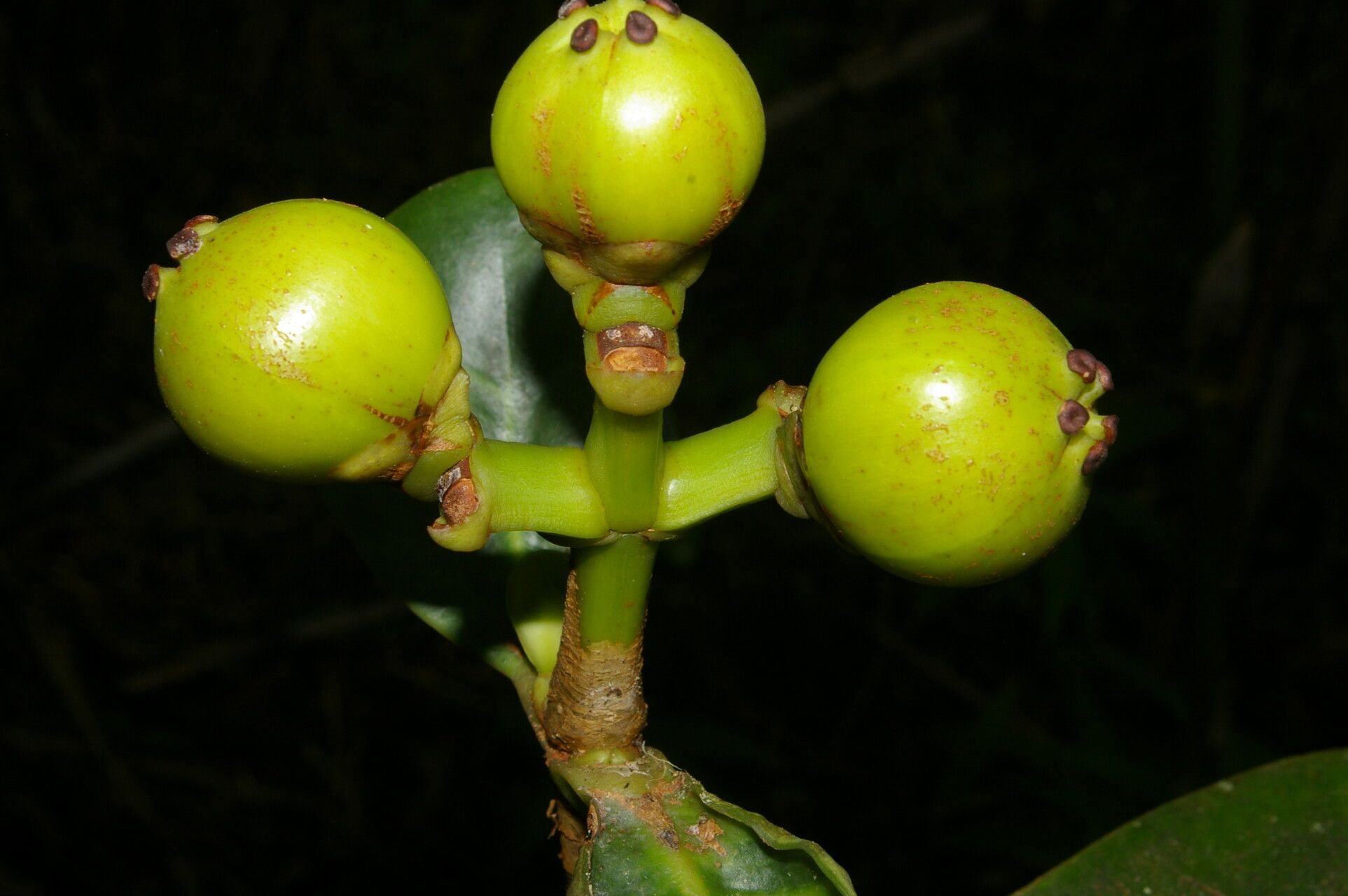 Clusia salvinii fruit