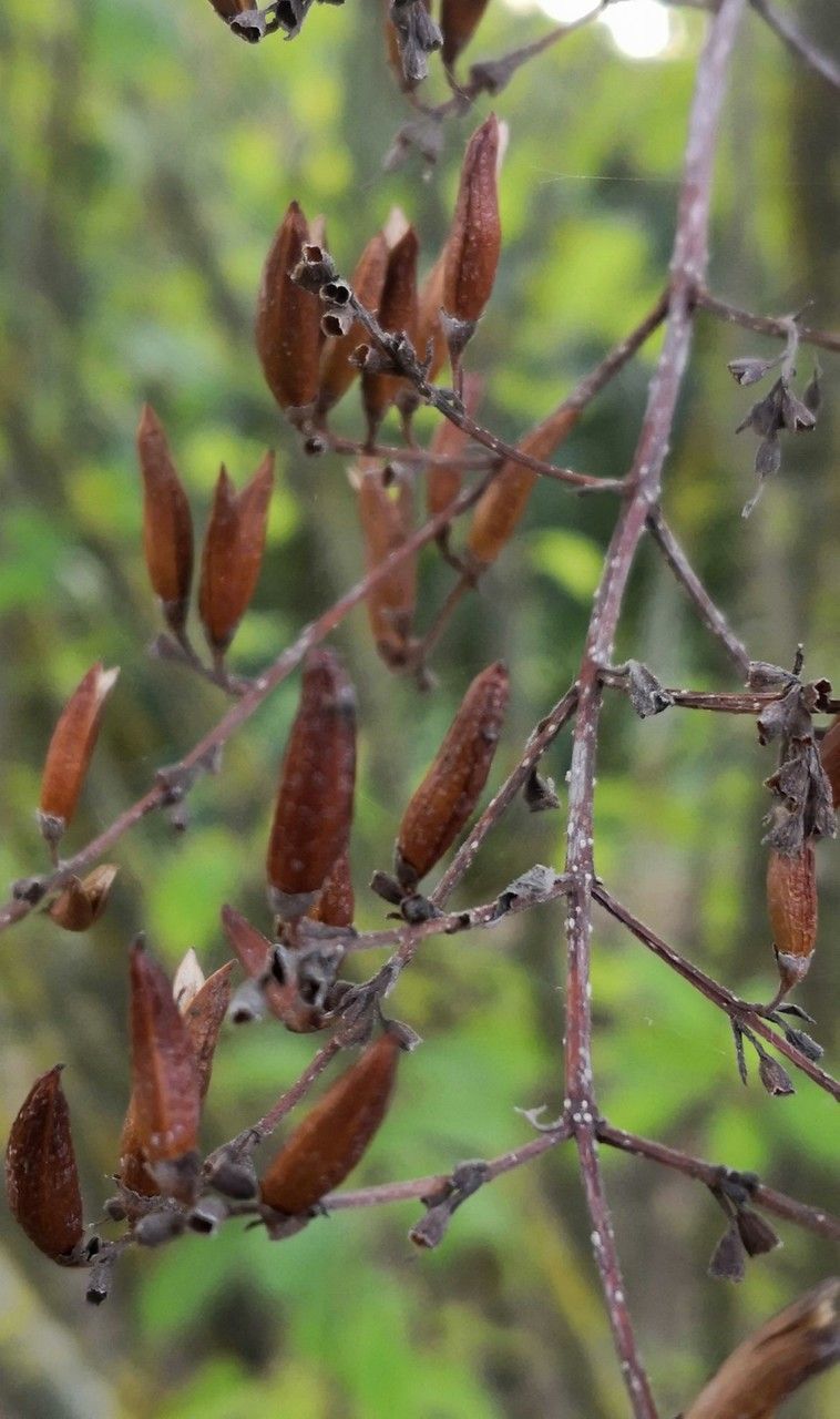 Syringa tomentella fruit