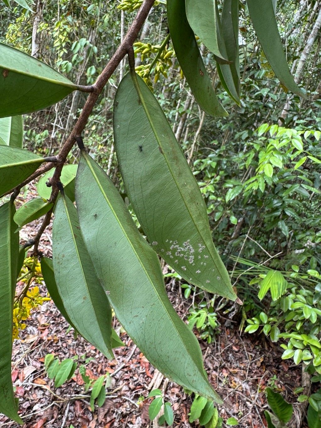 Ouratea cuspidata leaf