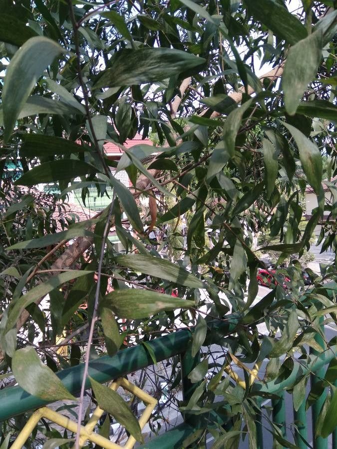 Acacia denticulosa — search result for 'Acacia'