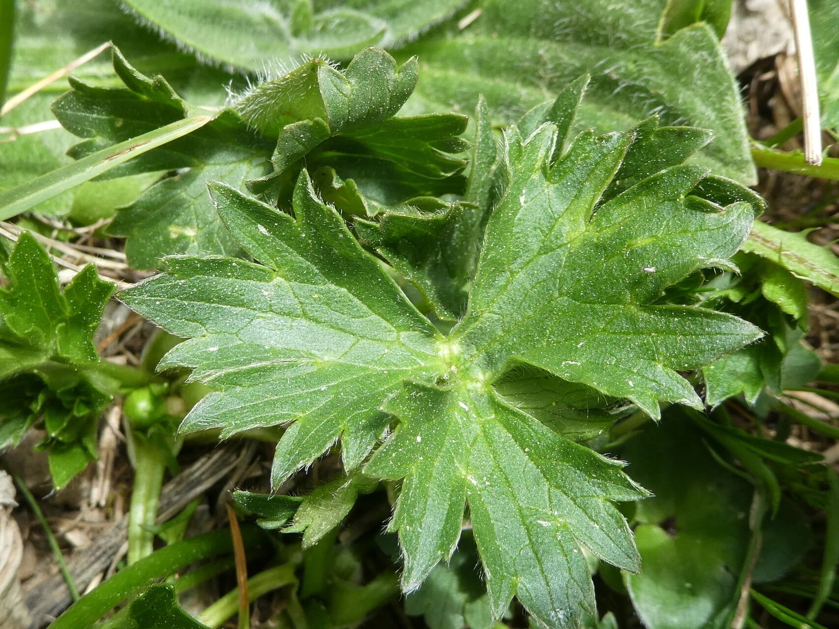 Ranunculus gouanii flower