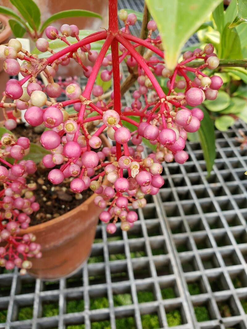 Medinilla magnifica fruit