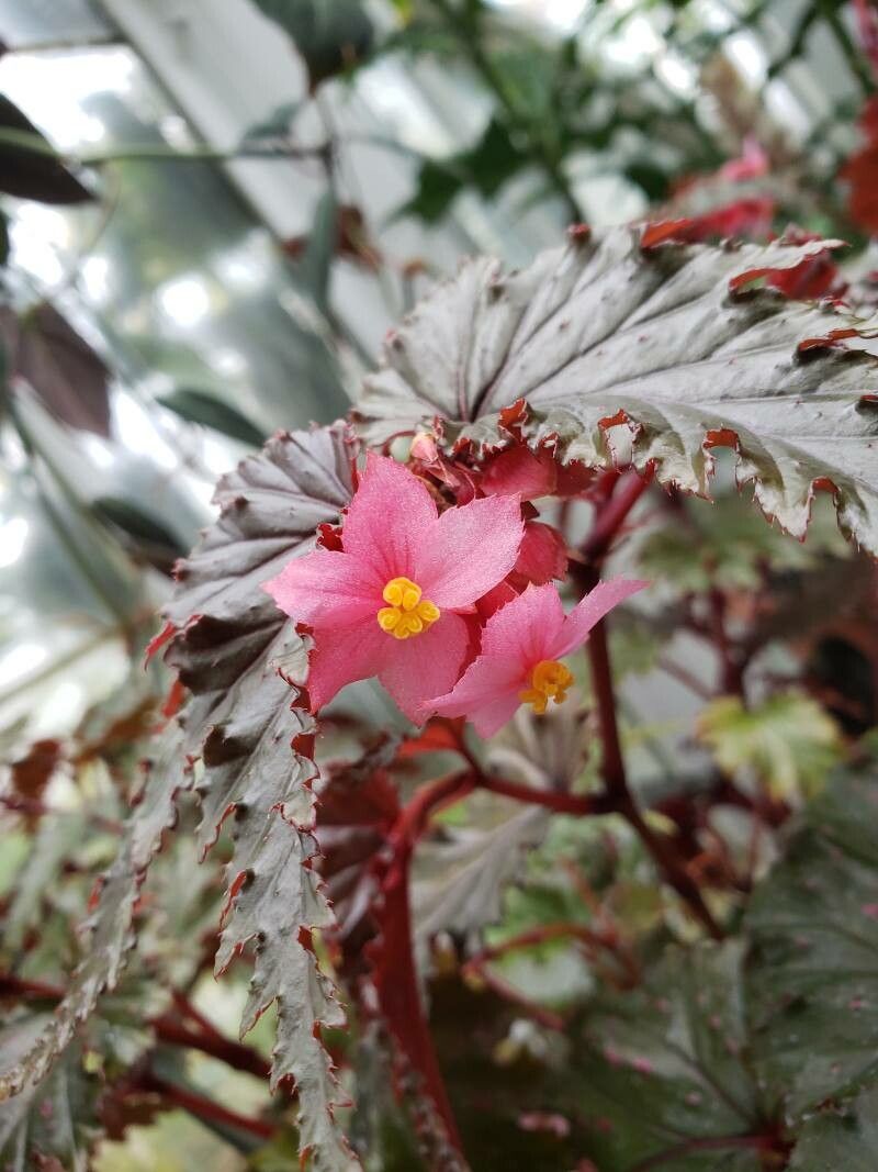 Begonia serratipetala flower