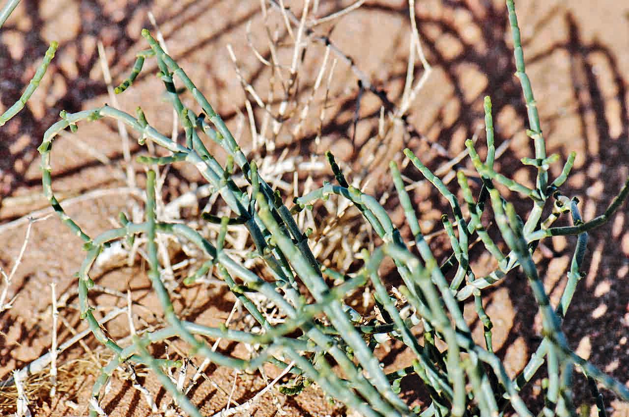 Hammada scoparia leaf