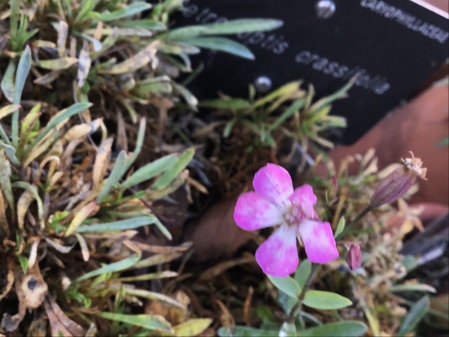 Silene pardoi flower