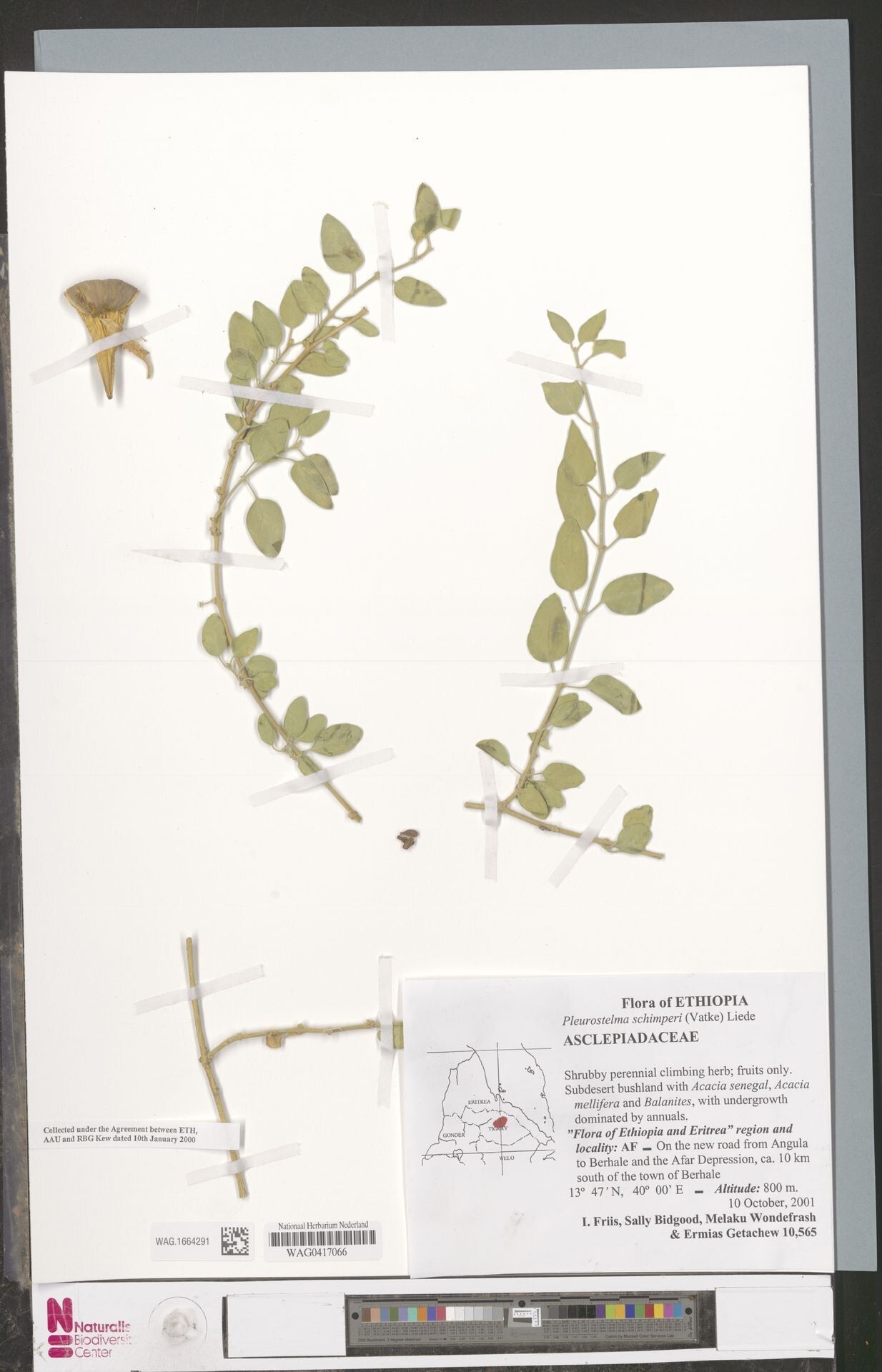 Vincetoxicum schimperi — search result for 'Vincetoxicum'