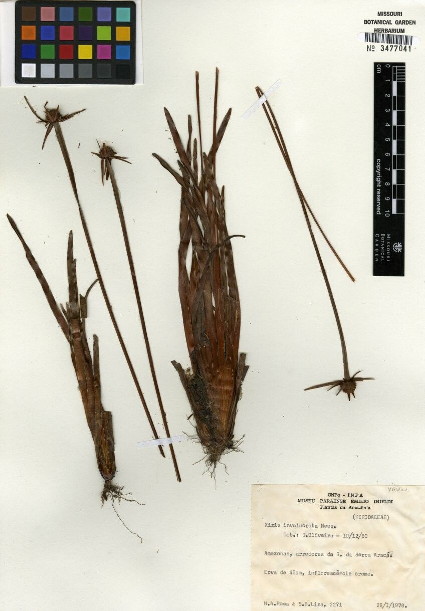 Xyris involucrata other