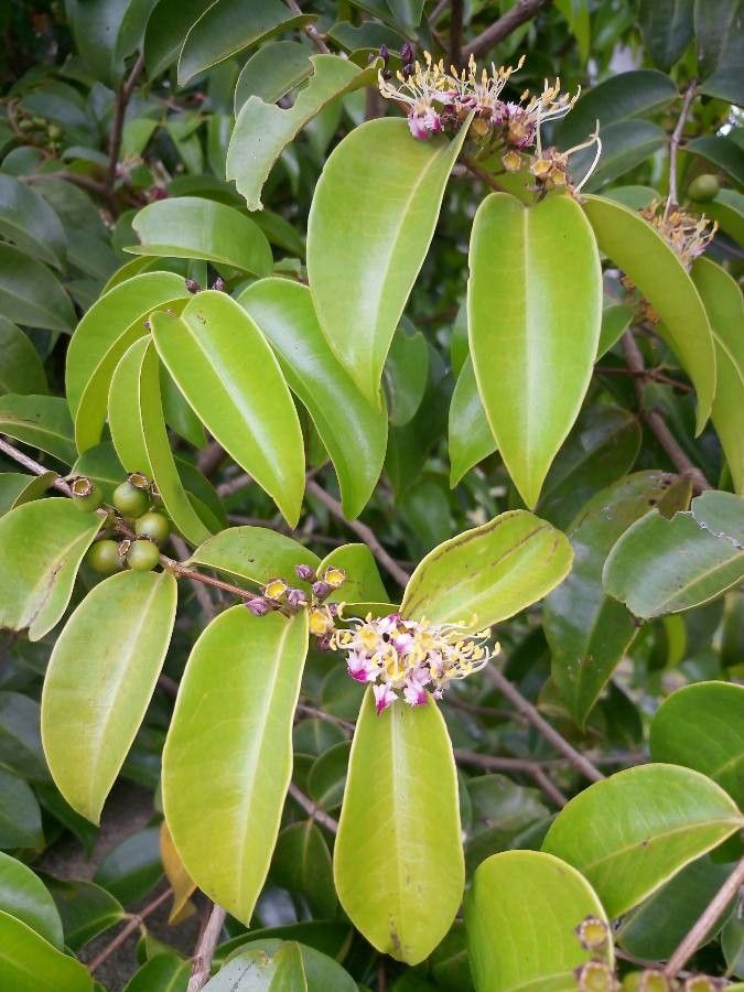 Mouriri guianensis flower