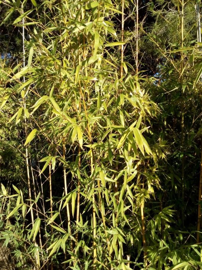 Pleioblastus viridistriatus flower