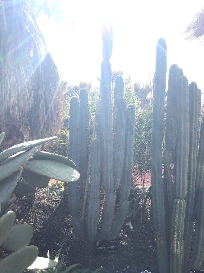 Echinopsis macrogona