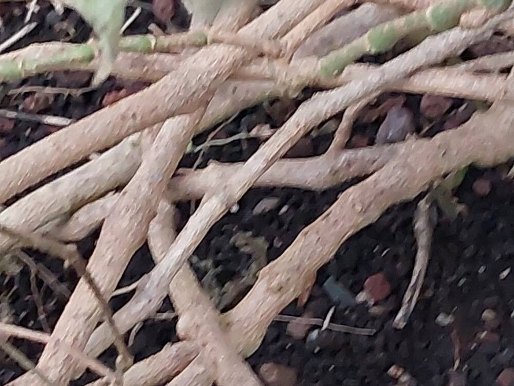 Strobilanthes glomerata bark