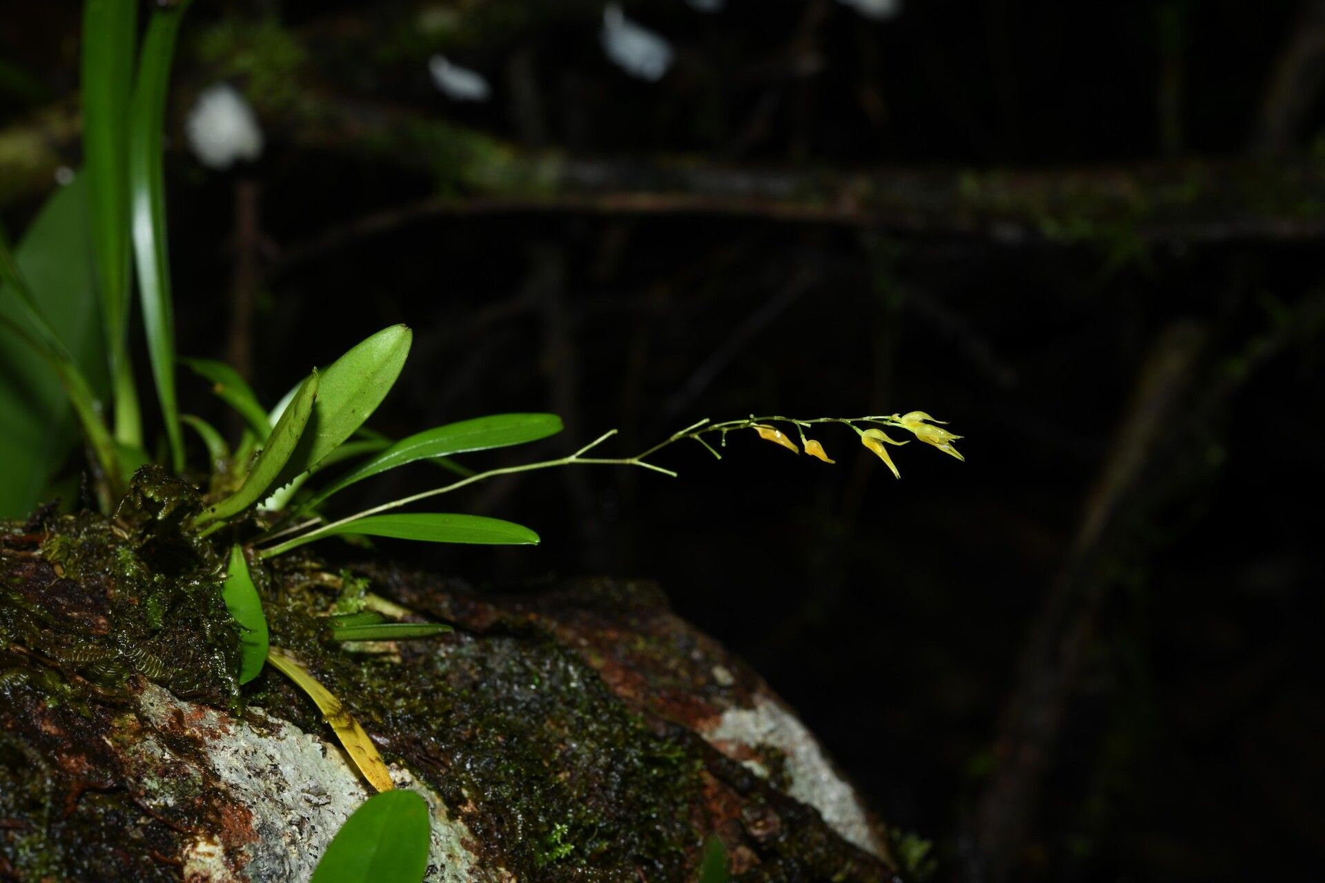 Specklinia picta habit
