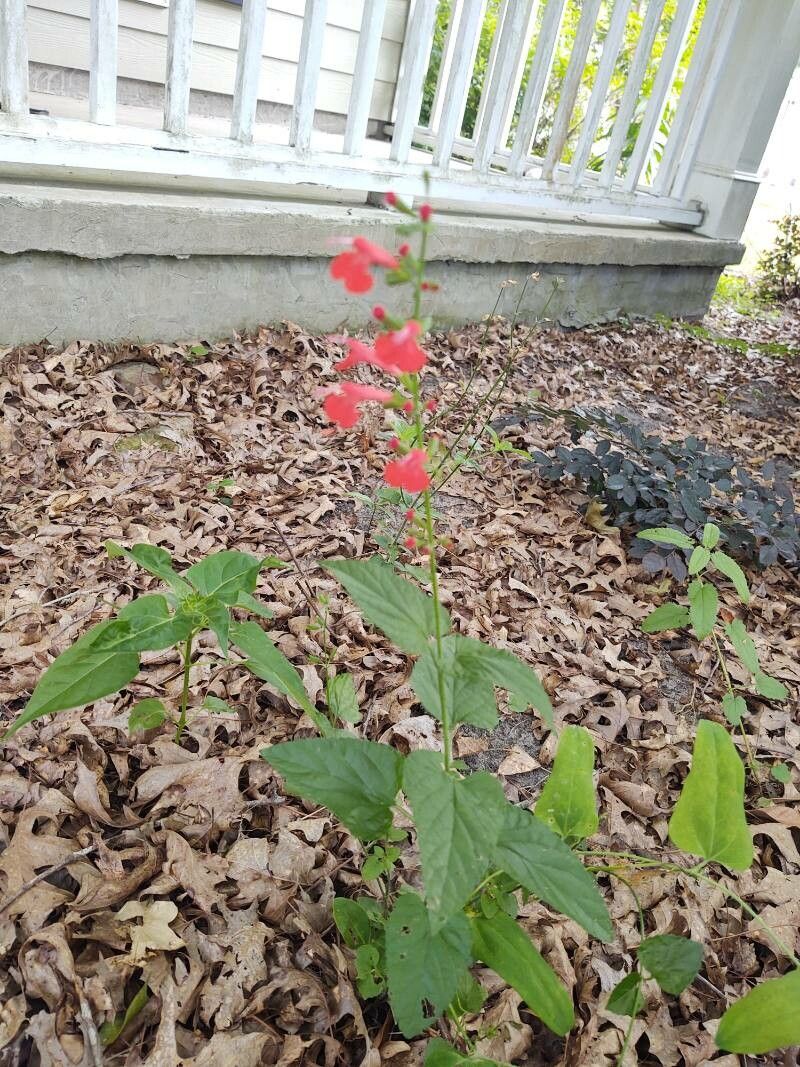 Salvia roemeriana habit