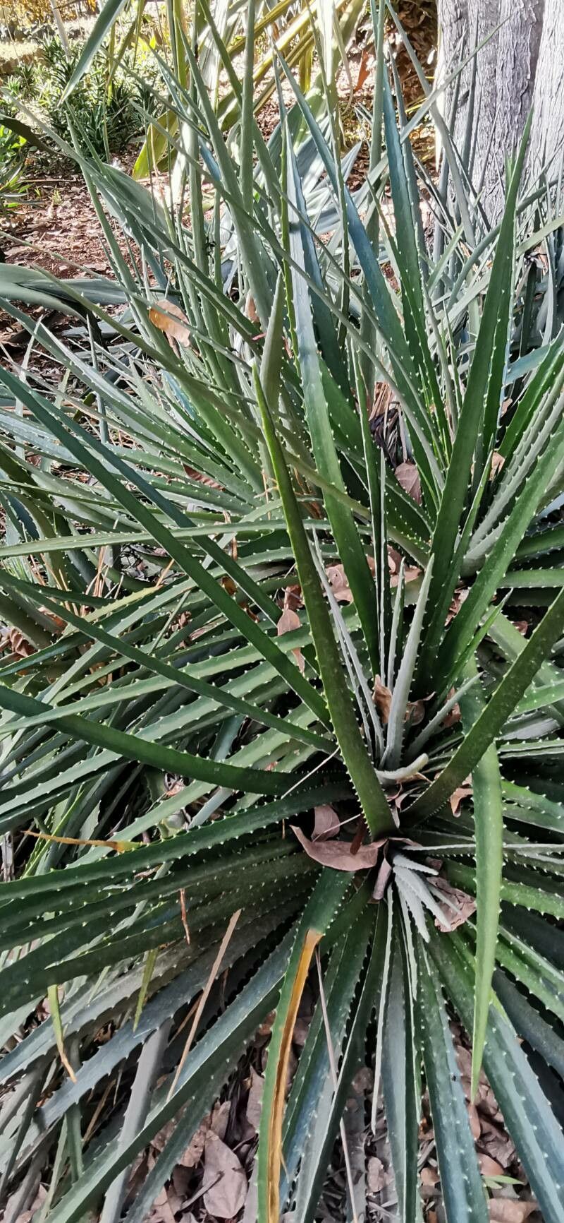 Dyckia princeps habit