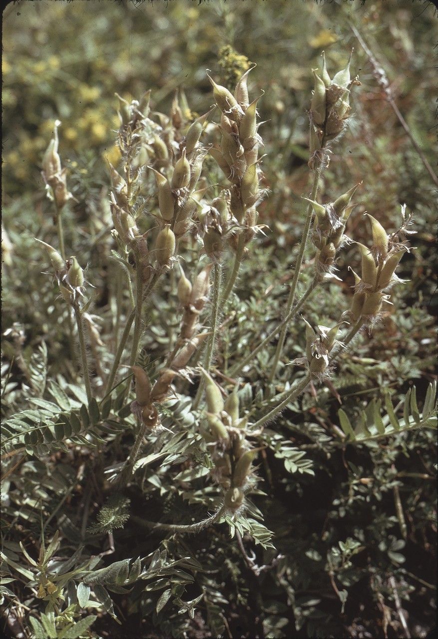 Oxytropis helvetica fruit