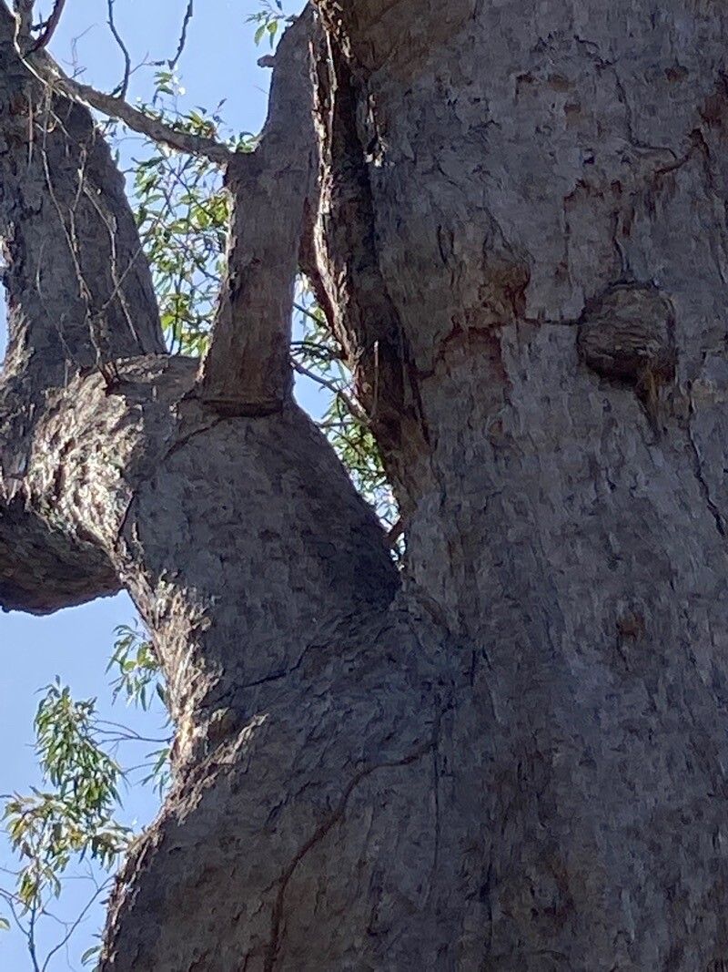 Eucalyptus pilularis bark