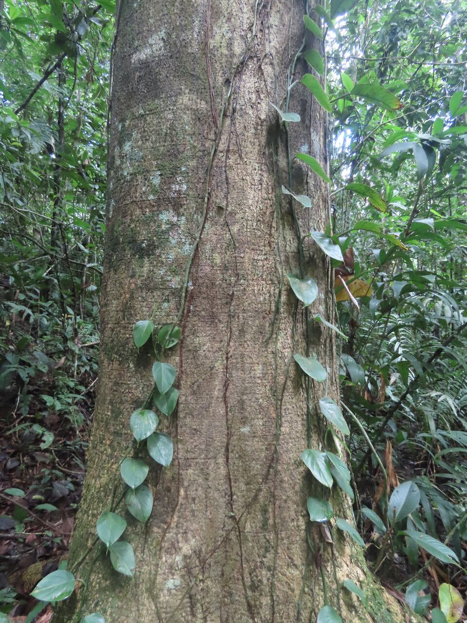 Enterolobium schomburgkii bark