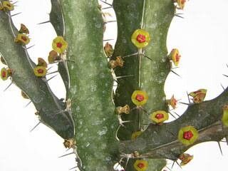 Euphorbia quadrilatera — houseplant care guide