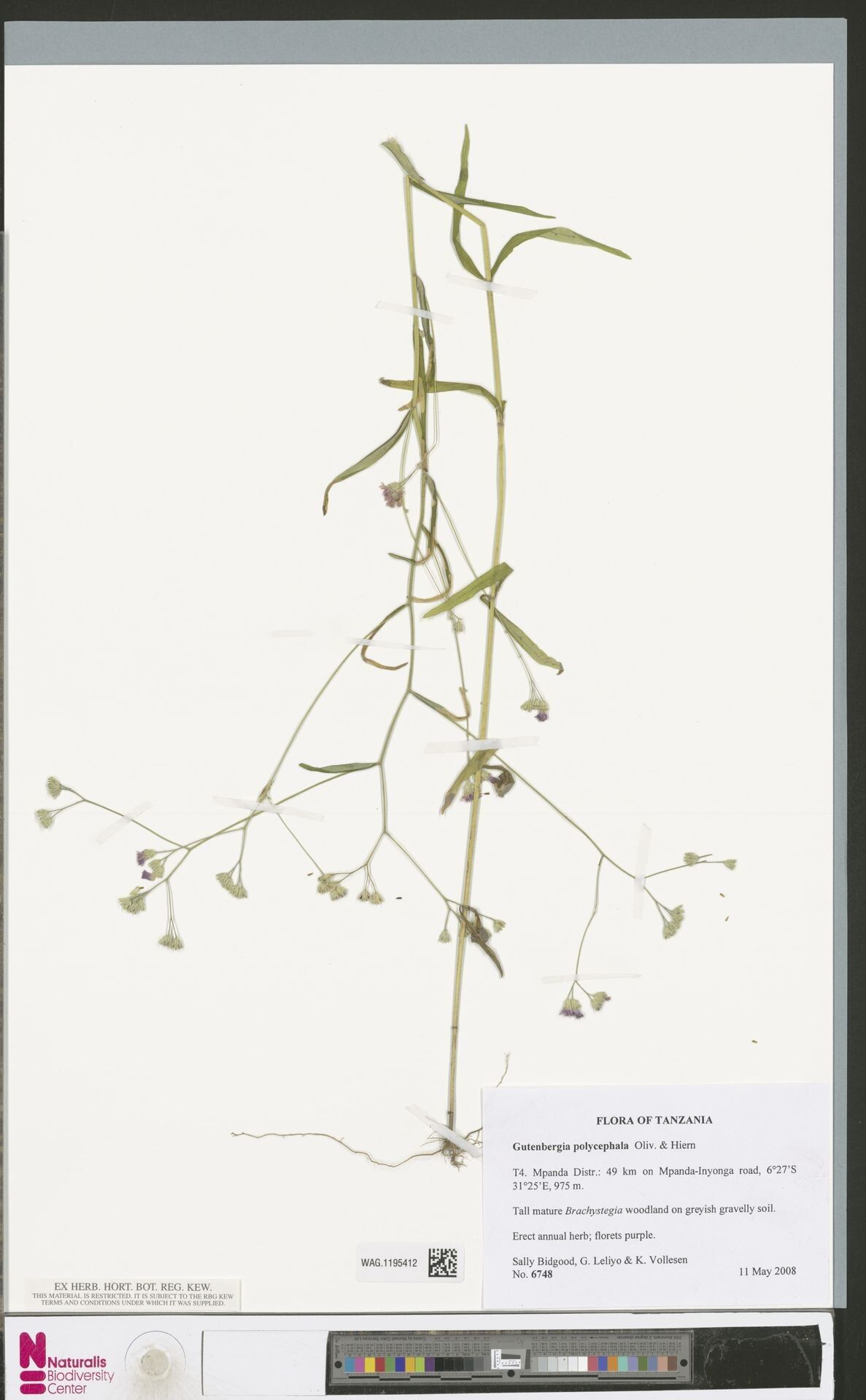 Gutenbergia polycephala — houseplant care guide