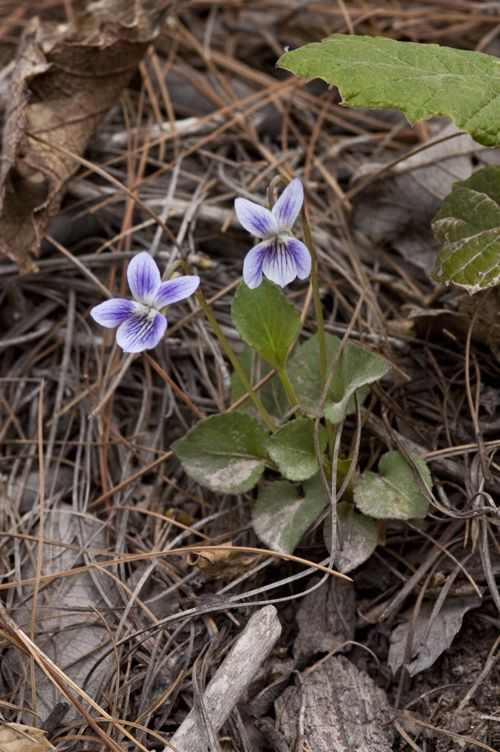 Viola umbraticola — search result for 'Viola'