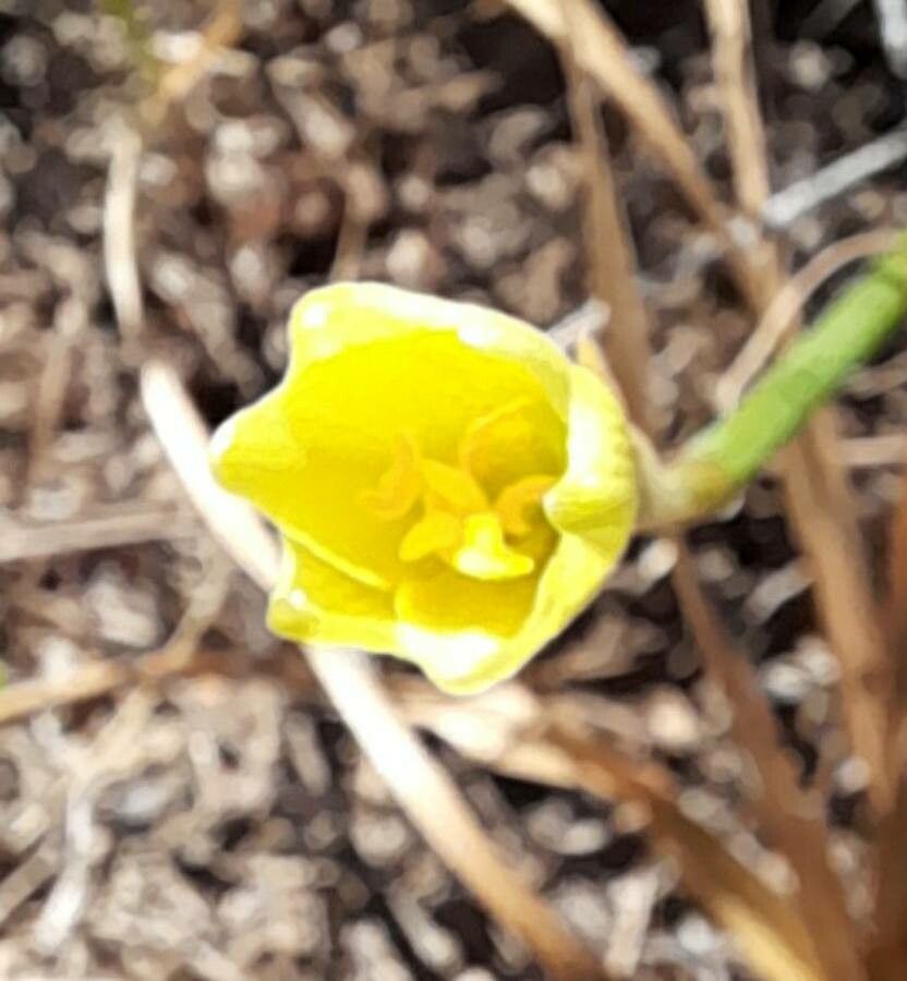 Zephyranthes filifolia flower