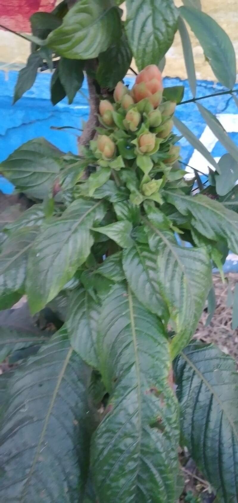 Aphelandra sinclairiana leaf