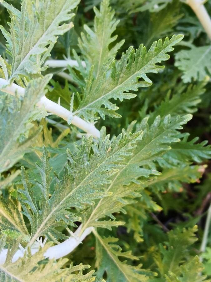 Perovskia abrotanoides leaf
