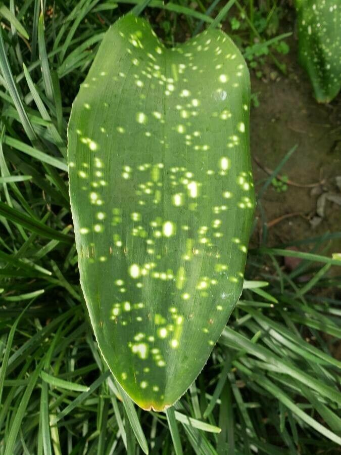 Aspidistra sichuanensis — search result for 'Aspidistra'