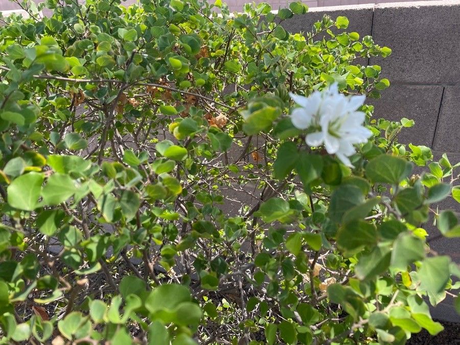 Bauhinia lunarioides flower