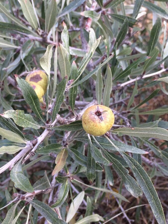 Pyrus caucasica fruit