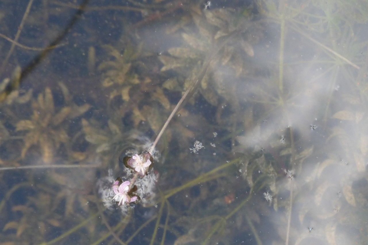 Elodea nuttallii flower