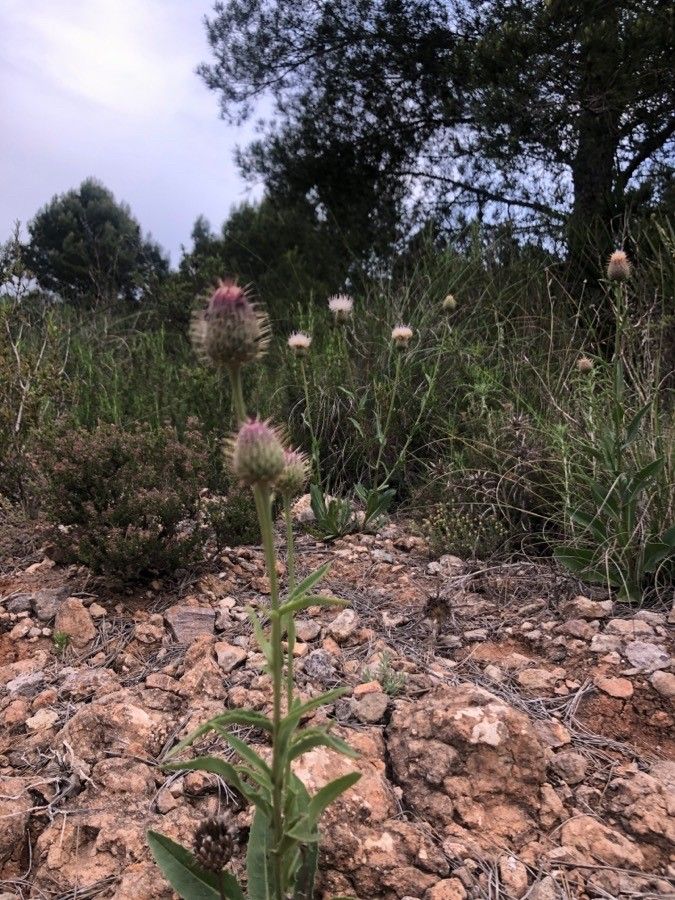 Carduus occidentalis flower