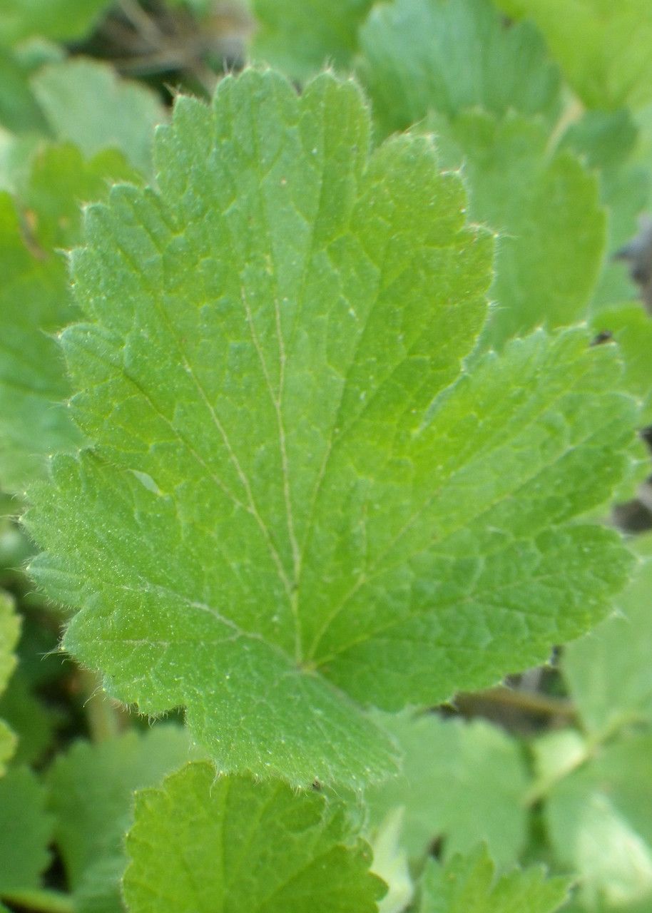 Geum heterocarpum leaf