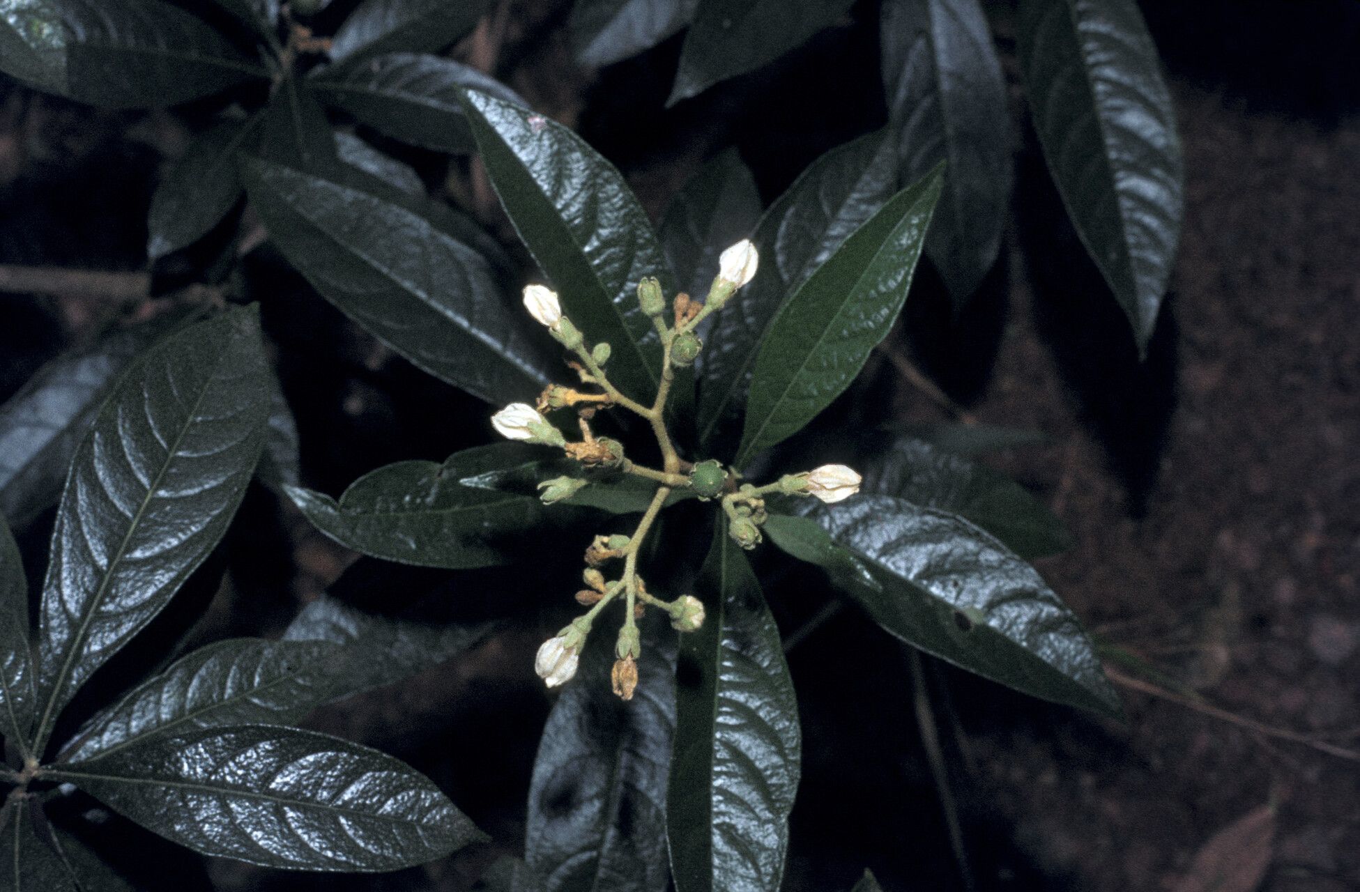 Solanum asperum flower