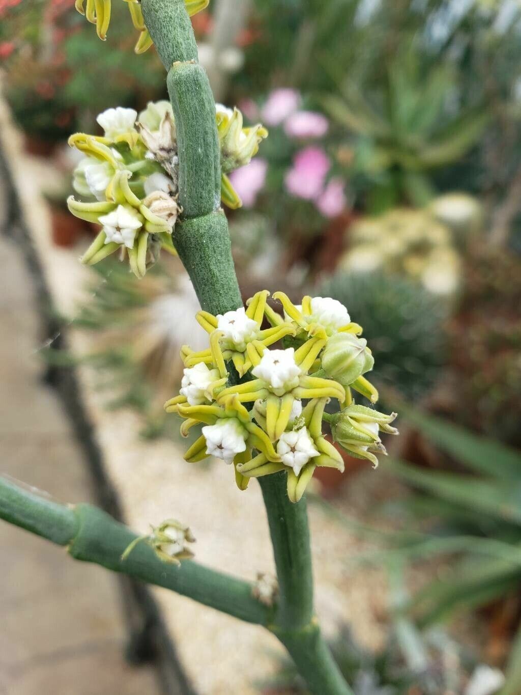 Cynanchum perrieri — search result for 'Cynanchum'